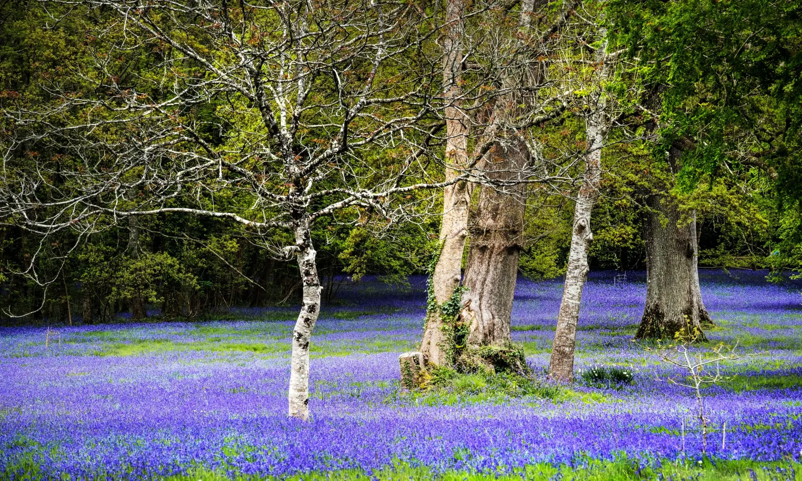 8 Best Places to See Bluebells in Cornwall