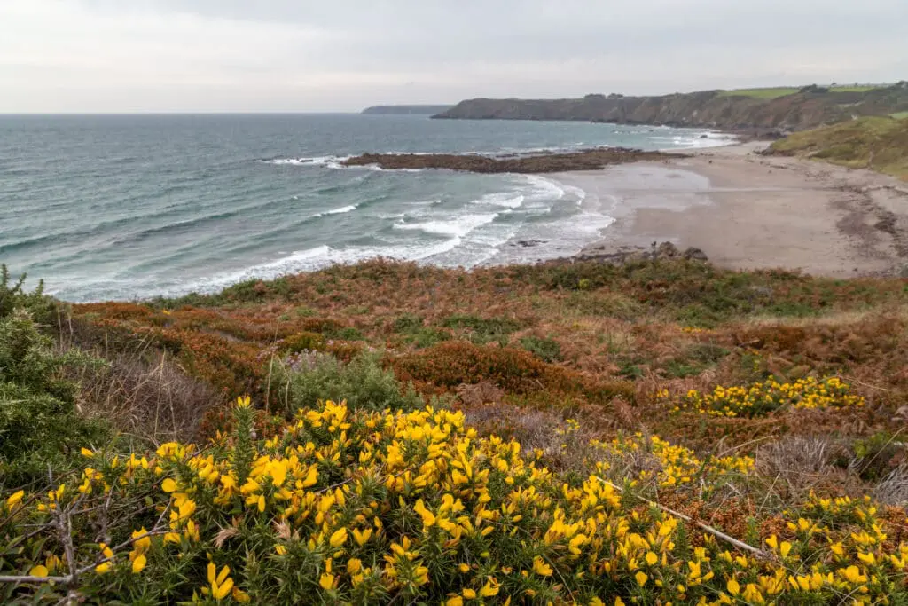 The flowering gorse and heather on the coast path overlooking Kennack Sands Beach, The Lizard, Cornwall