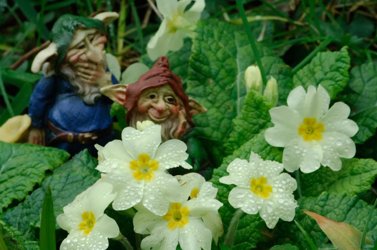 Cornish Piskies