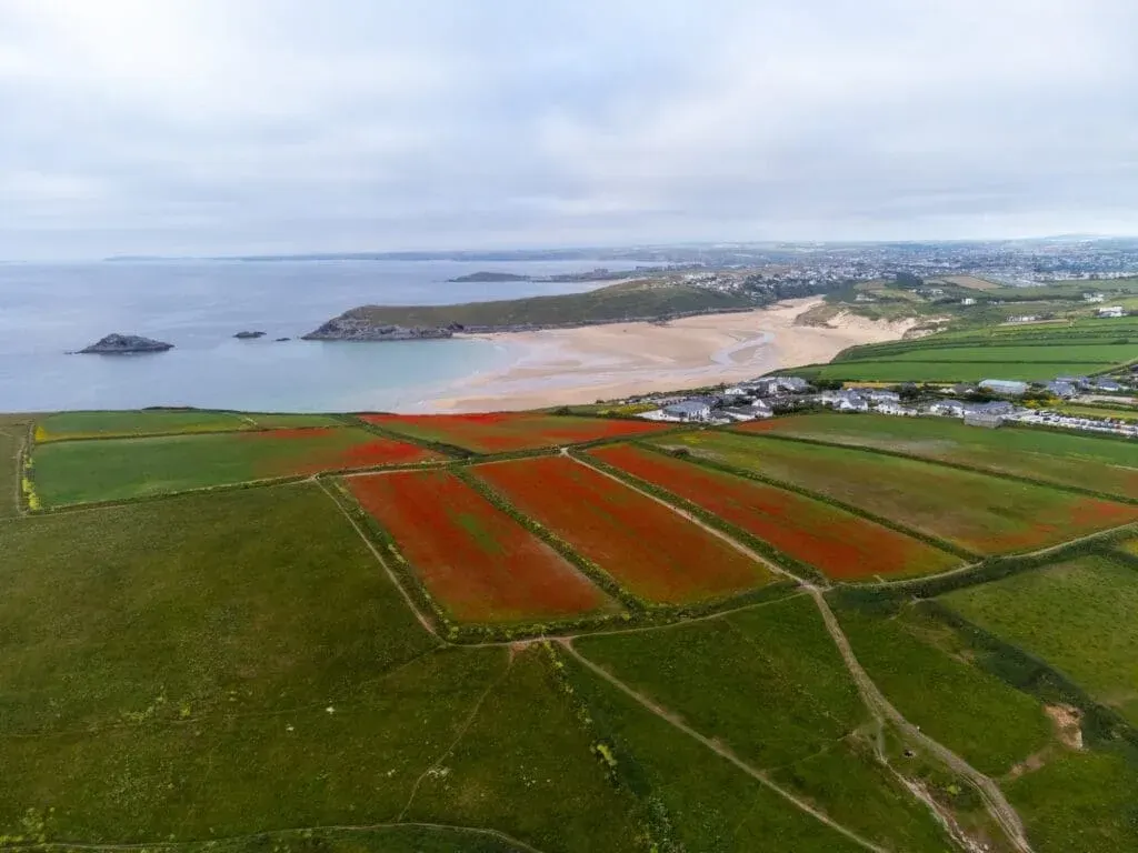 Poppy fields in bloom at Pentire Head, overlooking Polly Joke beach, Cornwall