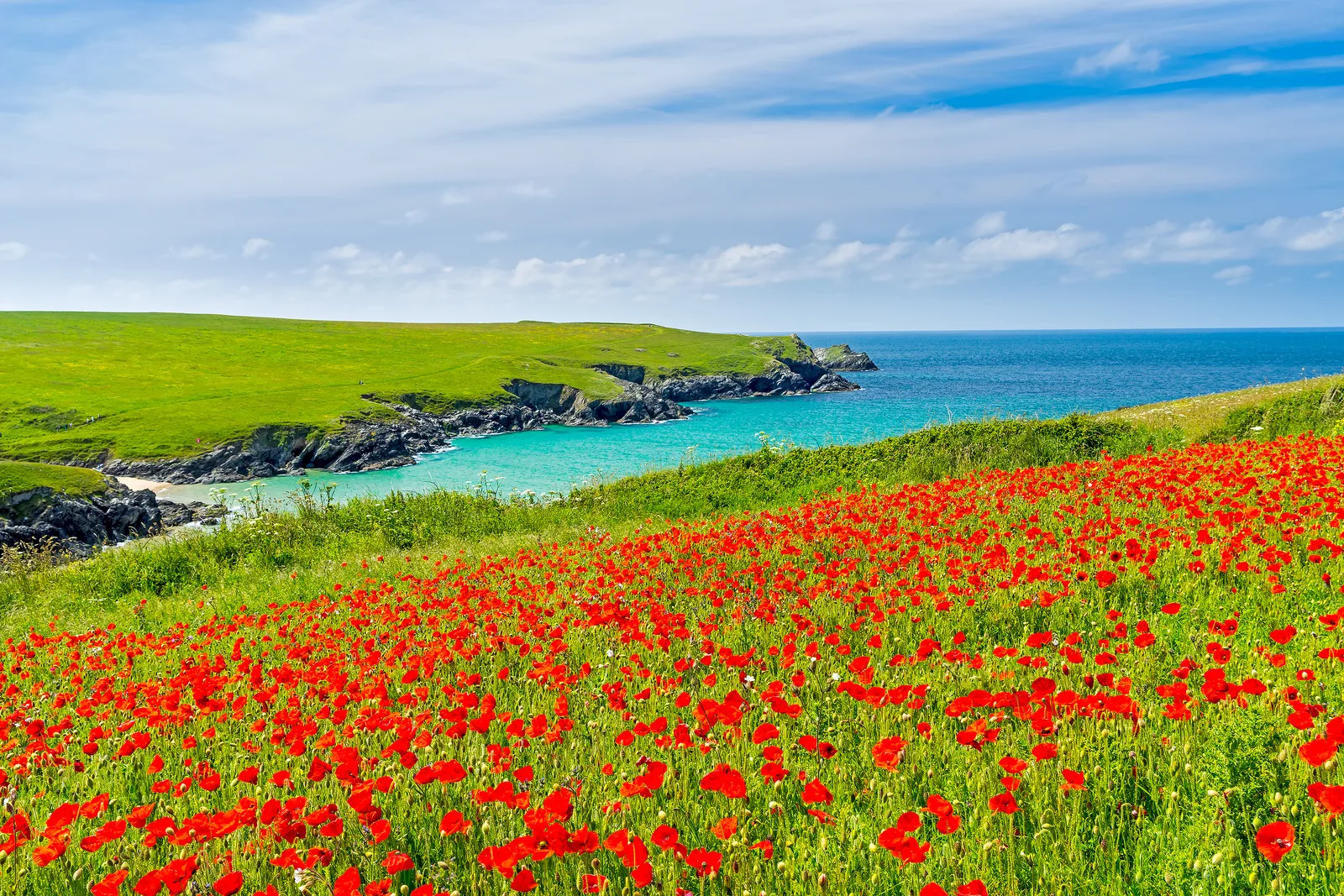 Wild flowers at Porth Joke, Cornwall